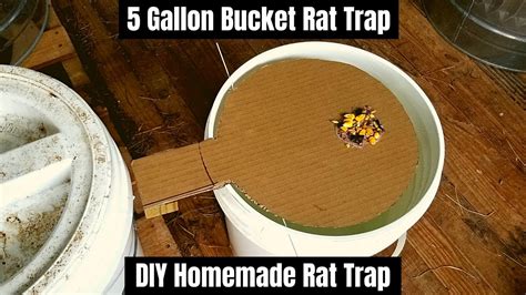 Prop a stick or two on each side of the bucket to allow mice easy access. . Homemade 5 gallon mouse trap